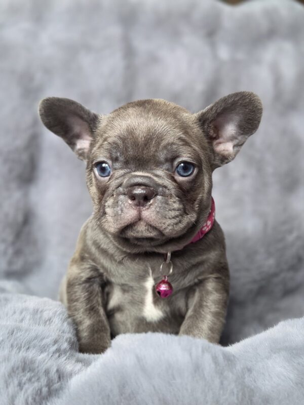 Adele French Bulldog Adele French Bulldog