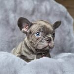 Adele-female-french-bulldog-puppy-for-sale-1 (4)