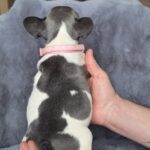 Afina-female-french-bulldog-puppy-for-sale-1 (1)