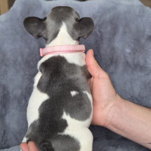 Afina French Bulldog Afina French Bulldog