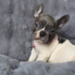 Afina-female-french-bulldog-puppy-for-sale-1 (2)