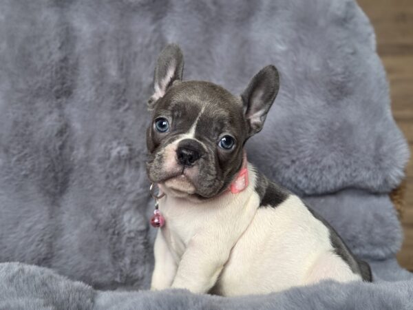 Afina French Bulldog Afina French Bulldog