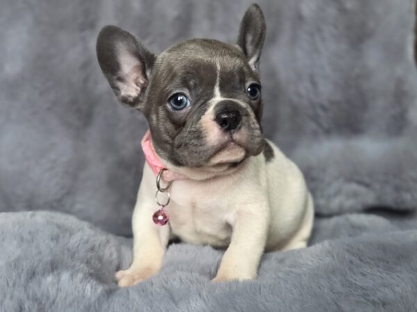 Afina French Bulldog Afina French Bulldog