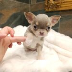 Agito-male-chihuahua-puppy-for-sale-1 (1)