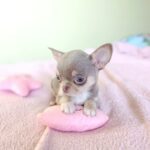 Agito-male-chihuahua-puppy-for-sale-1 (2)