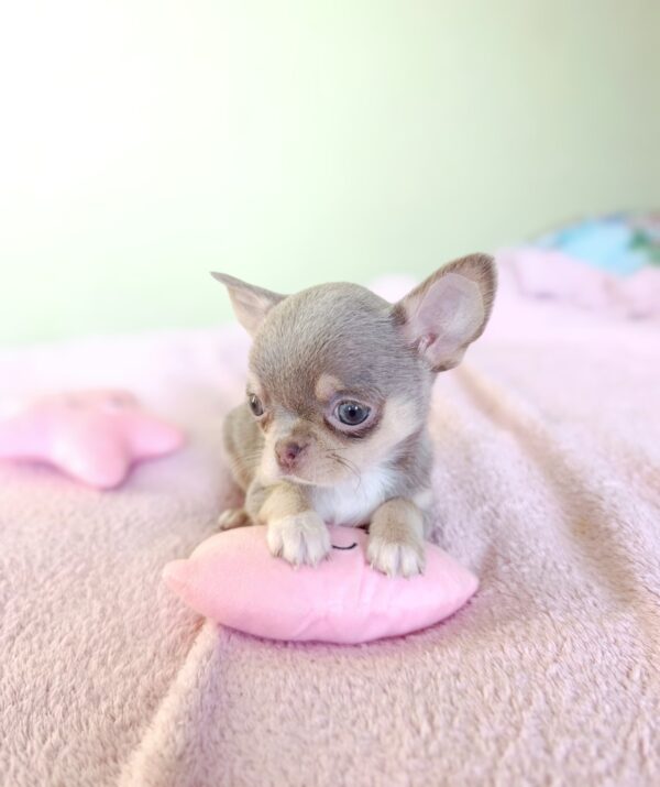 Agito Chihuahua Agito Chihuahua