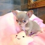 Agito-male-chihuahua-puppy-for-sale-1 (3)