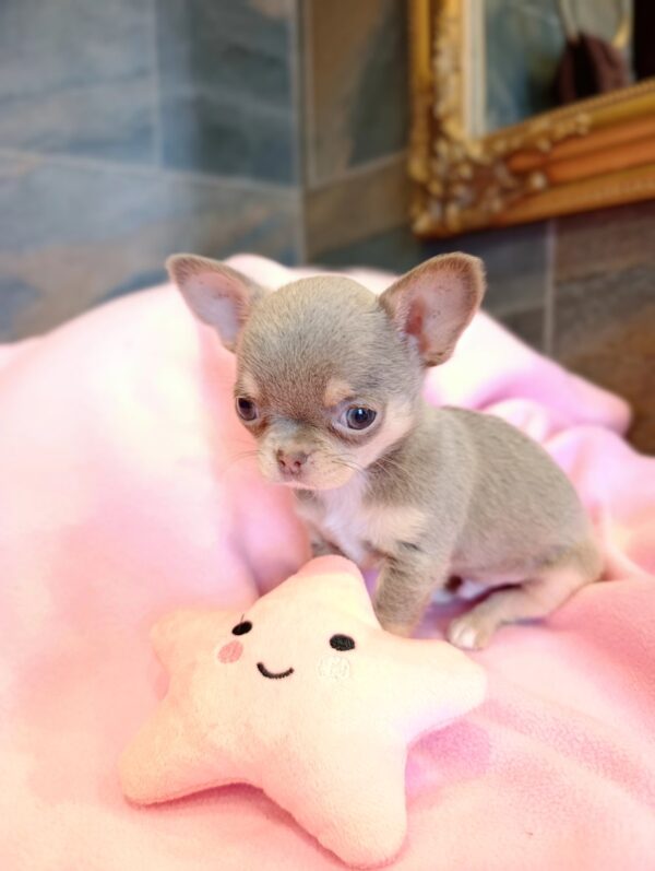 Agito Chihuahua Agito Chihuahua