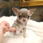 Agito-male-chihuahua-puppy-for-sale-1 (4)