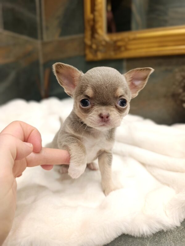 Agito Chihuahua Agito Chihuahua