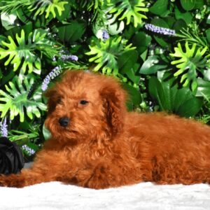 Aida Toy Poodle Aida Toy Poodle