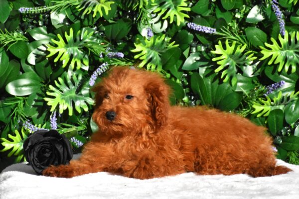 Aida Toy Poodle Aida Toy Poodle