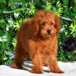 Aida-female-toy-poodle-puppy-for-sale- (2)