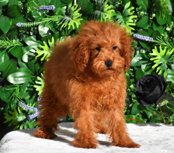 Aida Toy Poodle Aida Toy Poodle