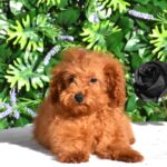 Aida-female-toy-poodle-puppy-for-sale- (3)