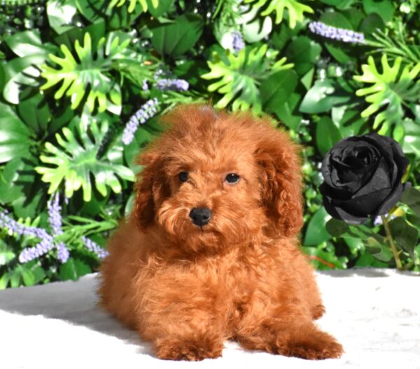 Aida Toy Poodle Aida Toy Poodle