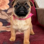 Alisa-female-Pug-puppy-for-sale-2