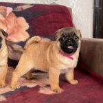 Alisa-female-Pug-puppy-for-sale-3