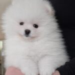 Allard-male-pomeranian-puppy-for-sale-1 (1)