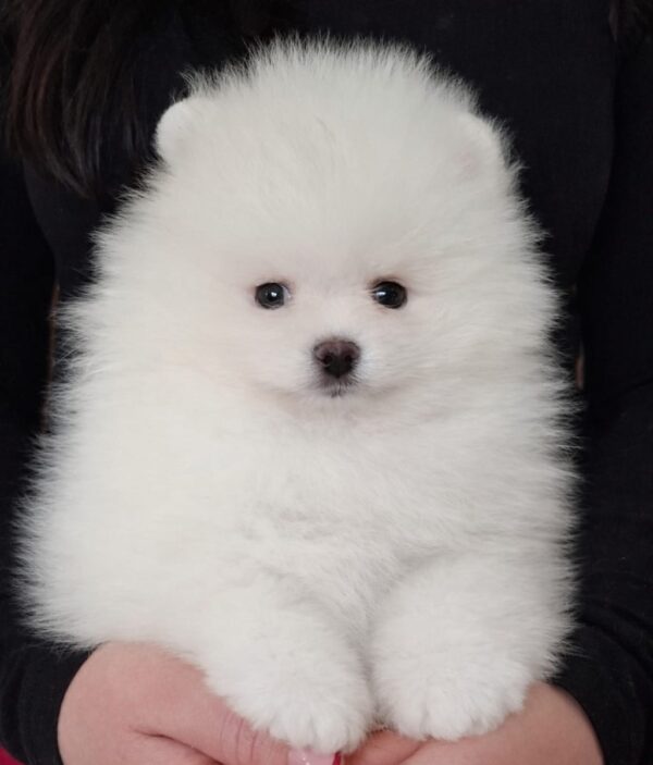 Allard Pomeranian Allard Pomeranian