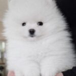 Allard-male-pomeranian-puppy-for-sale-1 (3)