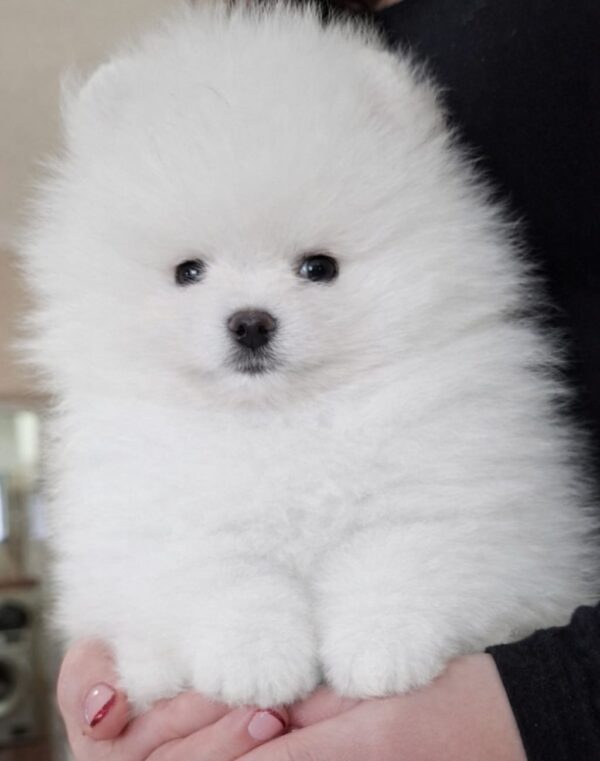 Allard Pomeranian Allard Pomeranian