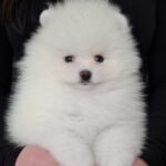 Allard-male-pomeranian-puppy-for-sale-1 (4)