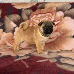 Amina-female-Pug-puppy-for-sale-3