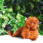 Amira-female-toy-poodle-puppy-for-sale- (1)