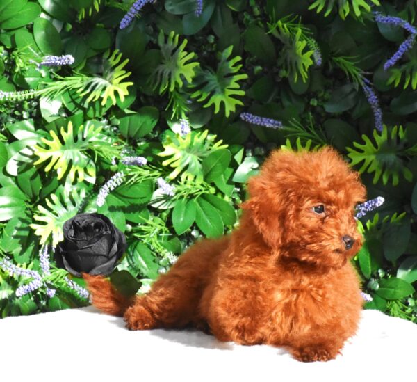 Amira Toy Poodle Amira Toy Poodle