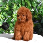 Amira-female-toy-poodle-puppy-for-sale- (2)