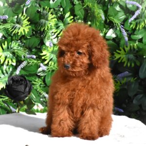 Amira Toy Poodle Amira Toy Poodle
