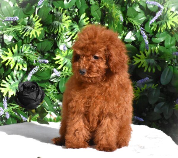 Amira Toy Poodle Amira Toy Poodle