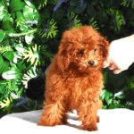 Amira-female-toy-poodle-puppy-for-sale- (3)