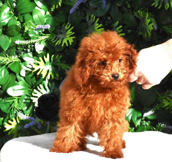 Amira Toy Poodle Amira Toy Poodle