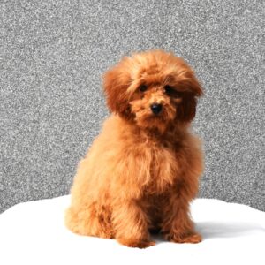 Anne Toy Poodle Anne Toy Poodle
