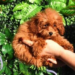 Anne Toy Poodle Anne Toy Poodle