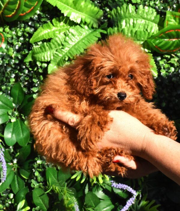 Anne Toy Poodle Anne Toy Poodle