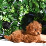 Anne-female-toy-poodle-puppy-for-sale- (2)