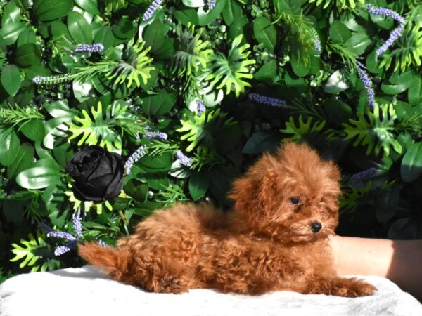 Anne Toy Poodle Anne Toy Poodle