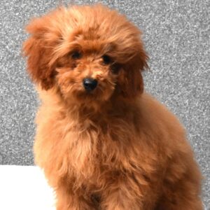 Anne Toy Poodle Anne Toy Poodle