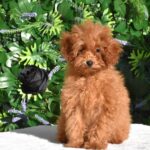 Anne-female-toy-poodle-puppy-for-sale- (3)