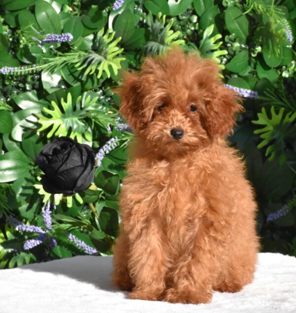 Anne Toy Poodle Anne Toy Poodle