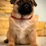 Arizon-male-Pug-puppy-for-sale-1