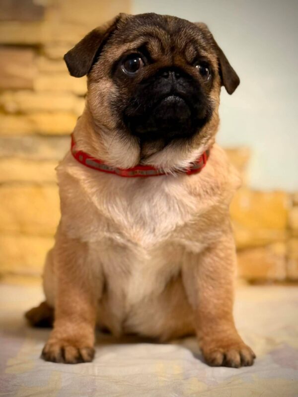 Arizon Pug Arizon Pug