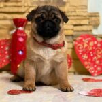 Arizon-male-Pug-puppy-for-sale-2
