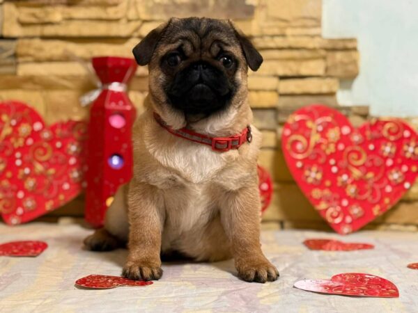 Arizon Pug Arizon Pug