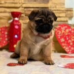 Arizon-male-Pug-puppy-for-sale-3