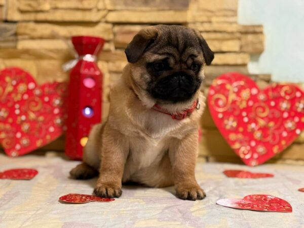 Arizon Pug Arizon Pug