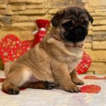 Arizon-male-Pug-puppy-for-sale-4